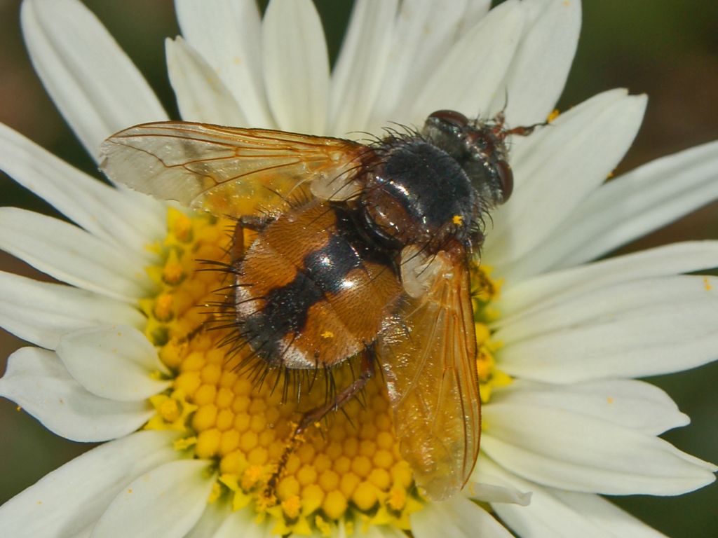 Tachinidae da determinare